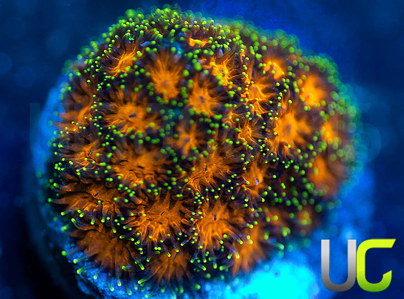 UC Lightning Tip Leptastrea