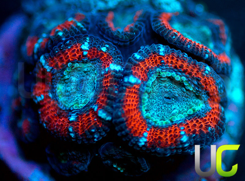 UC Superhero Micro Amakusensis