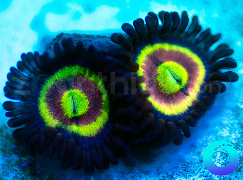 NEW RELEASE: Shape Shifters