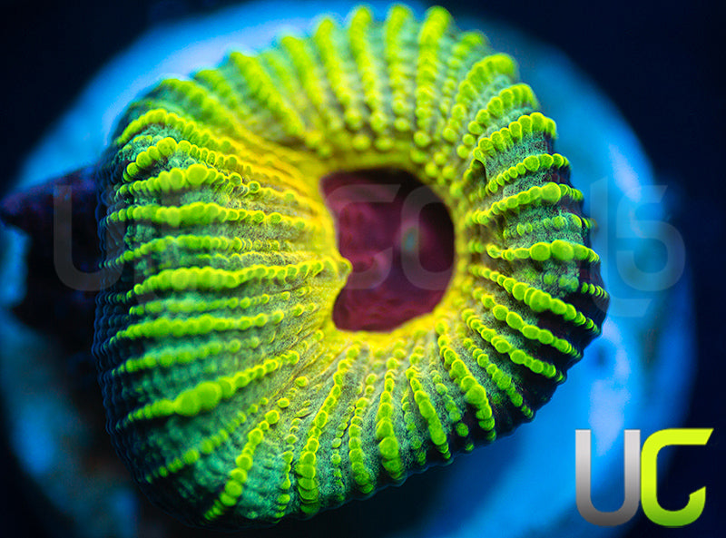 NEW RELEASE: UC Electric Honeycomb Favia