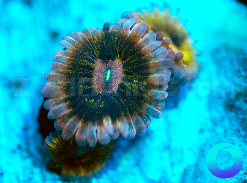 NEW RELEASE: Harlequin