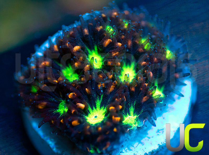 UC Stunt Double Leptastrea