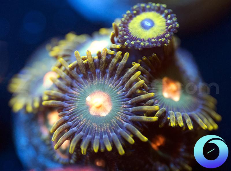 Cromulent & Snapdragon Combo