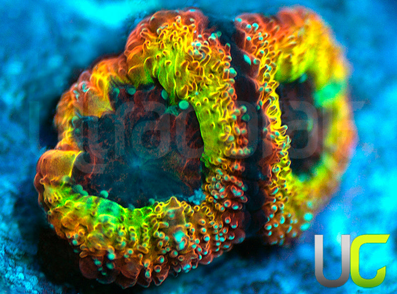 UC Sunfire Micro Amakusensis