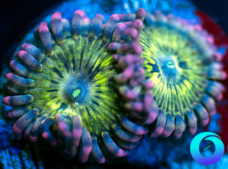 NEW RELEASE: Punisher