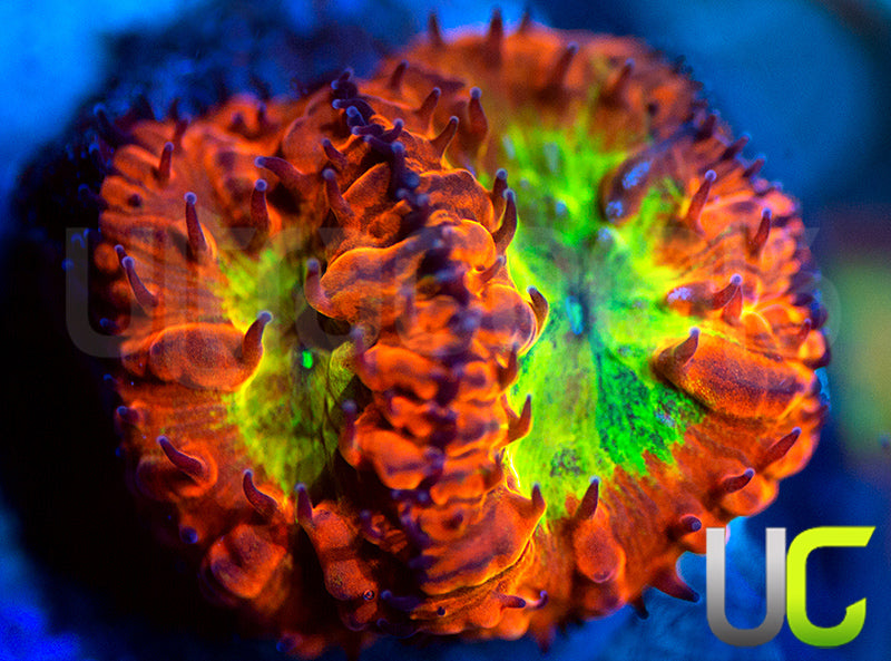 RD P Dropper Blastos