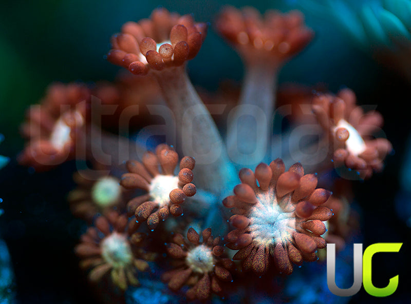 UC Cosmic Candy Goni