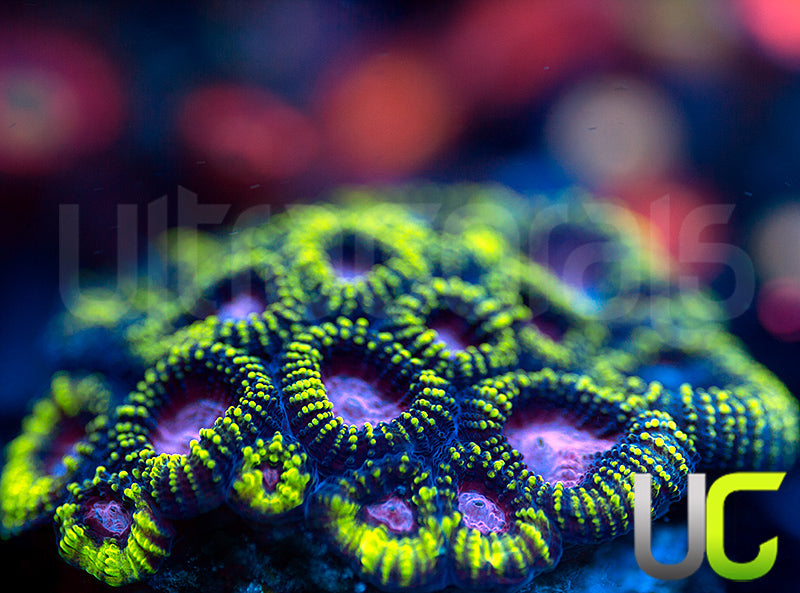 Raptors Rainbow Favia