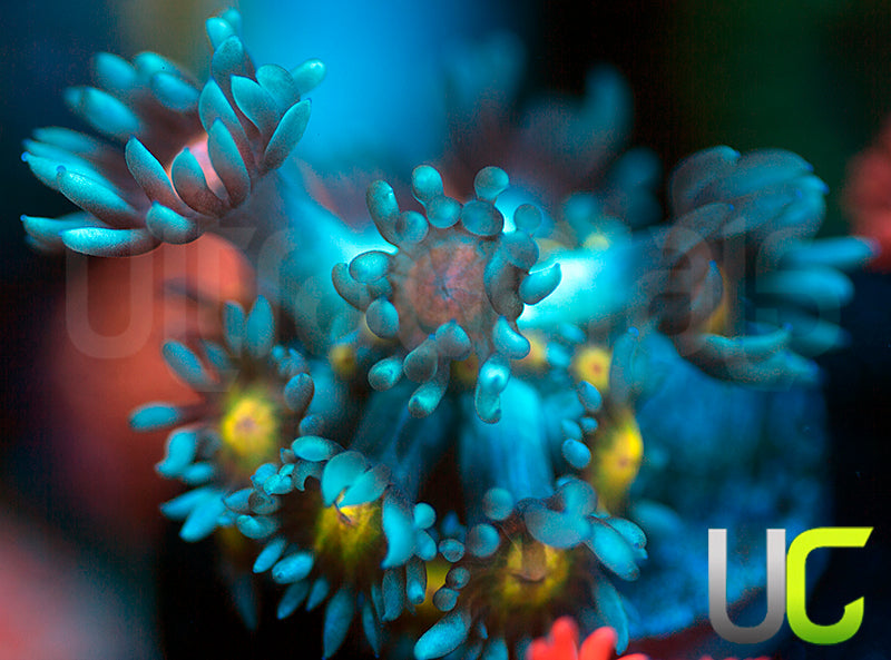 UC Rainbow Wolverines Goni