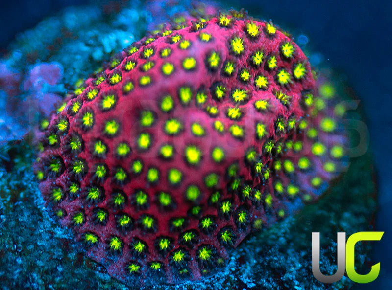 UC Raspberry Pie Stylo