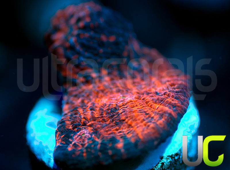 NEW RELEASE: UC Black Dahlia Chalice