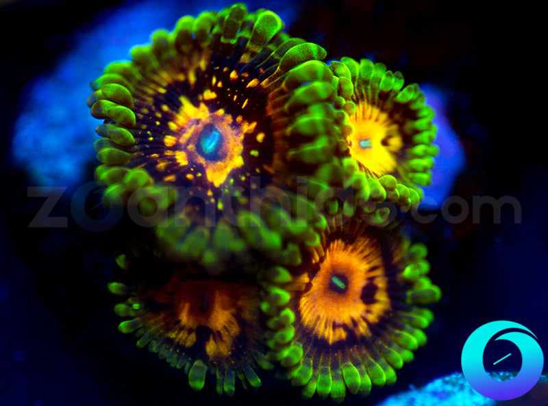 SBB Marvin the Martian