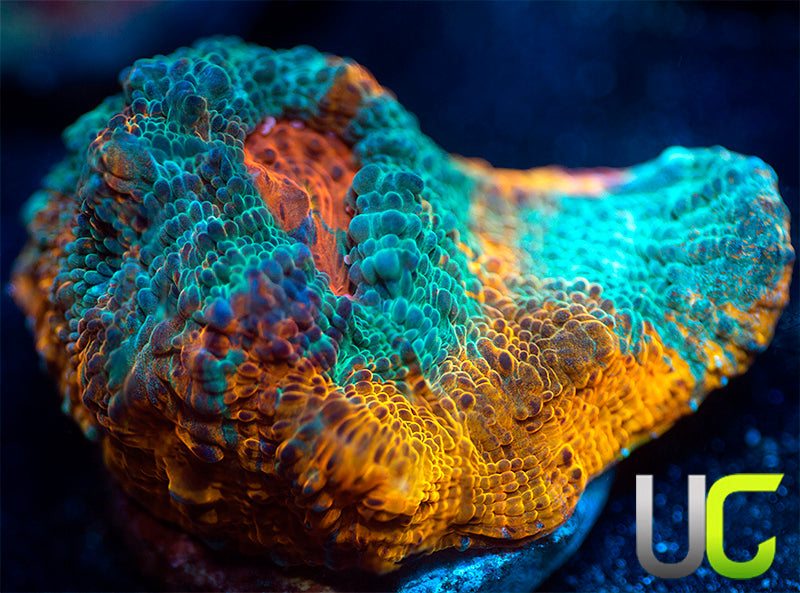 UC Glass House Chalice