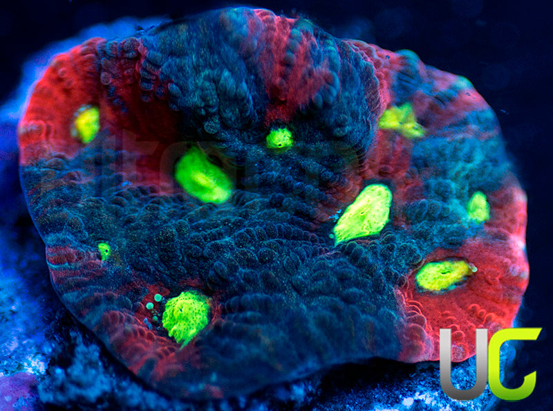 UC Pink Splash Favites