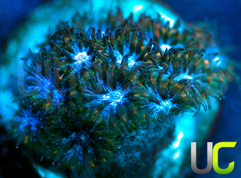 UC Chicken Pox Leptastrea