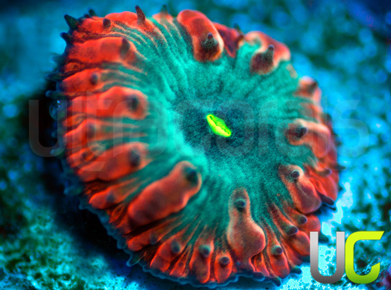 UC Home Stretch Blasto