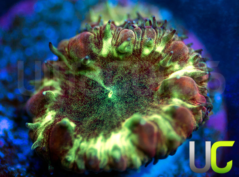 UC Apocalypse Blastos