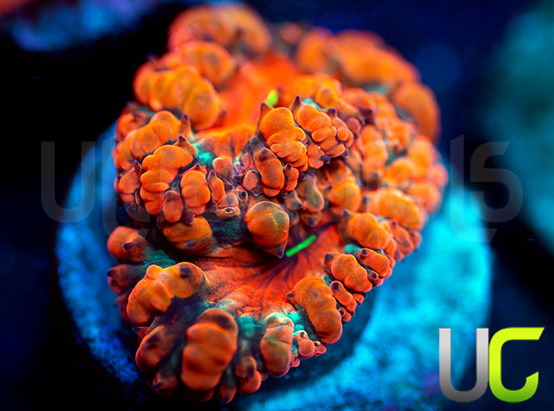 NEW RELEASE: UC Empire Blastos