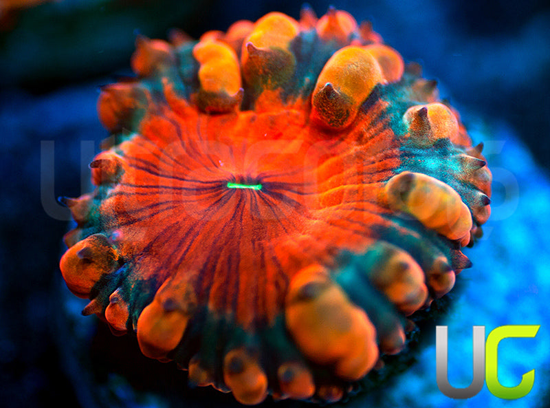 NEW RELEASE: UC Empire Blastos