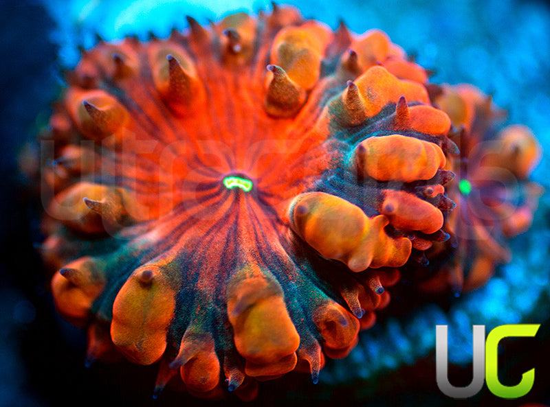 NEW RELEASE: UC Empire Blastos