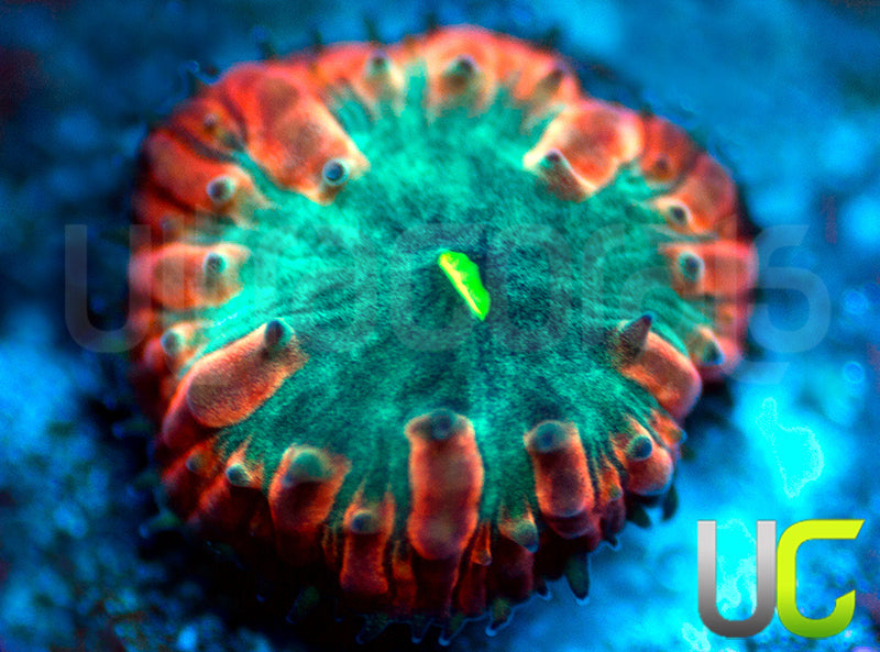 UC Home Stretch Blasto