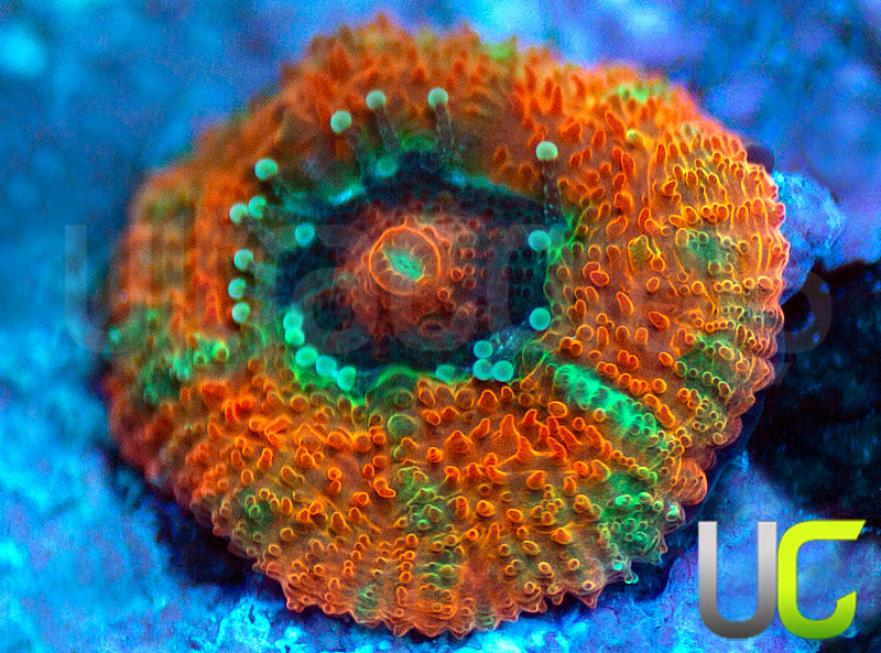 UC Rainbow Leprachaun Micro Amakusensis