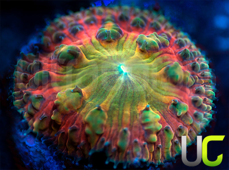 BSA TT Twister Blasto