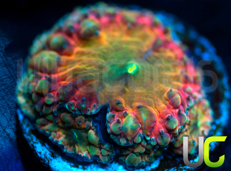 BSA TT Twister Blasto