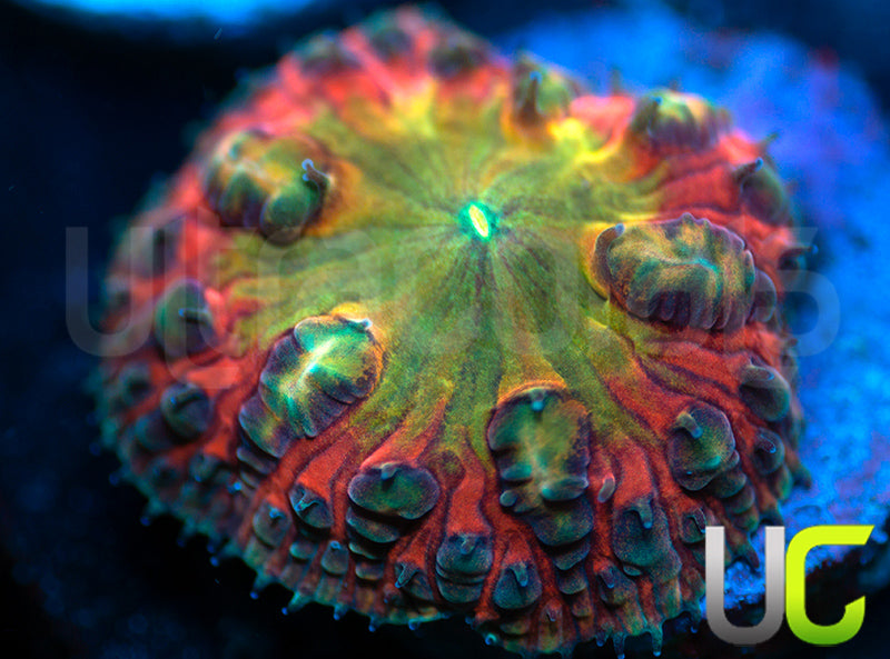 BSA TT Twister Blasto