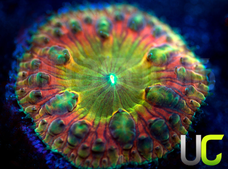 BSA TT Twister Blasto