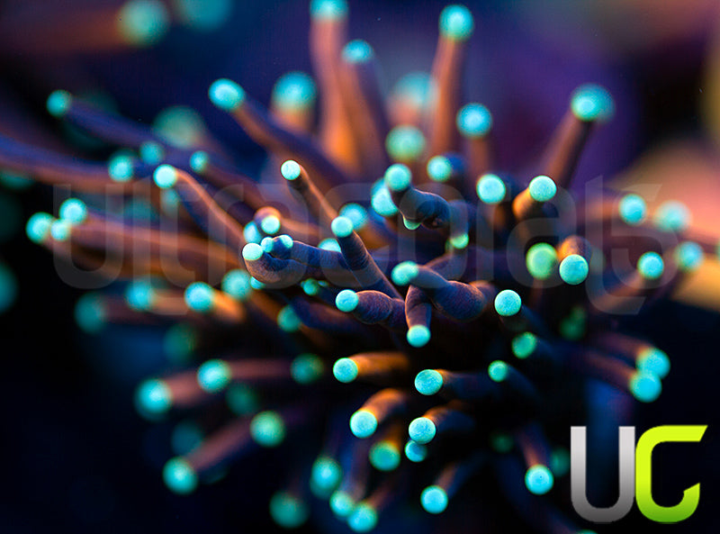 UC Funfetti Torch - SM