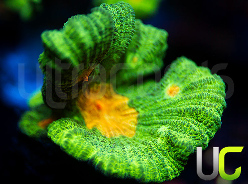 OG Space Invader Pectinia