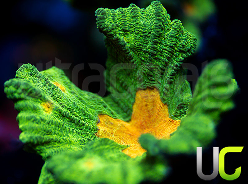 OG Space Invader Pectinia