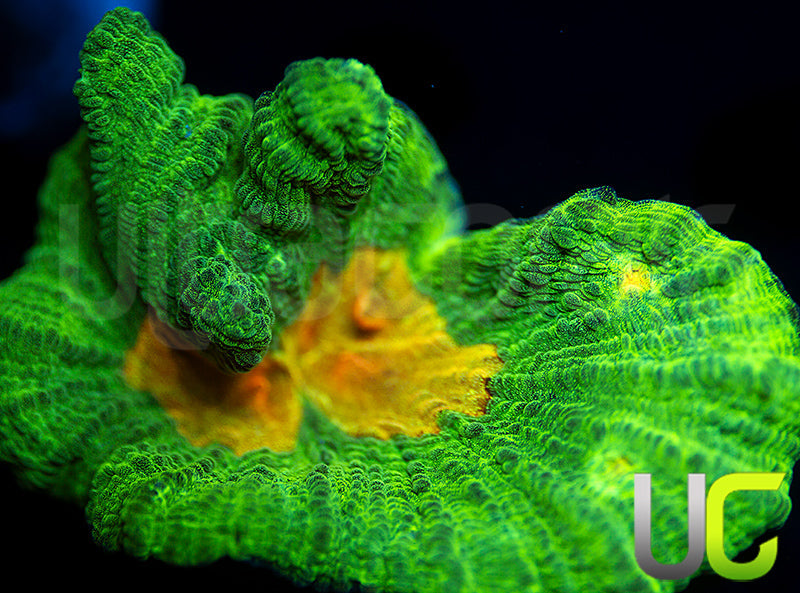 OG Space Invader Pectinia