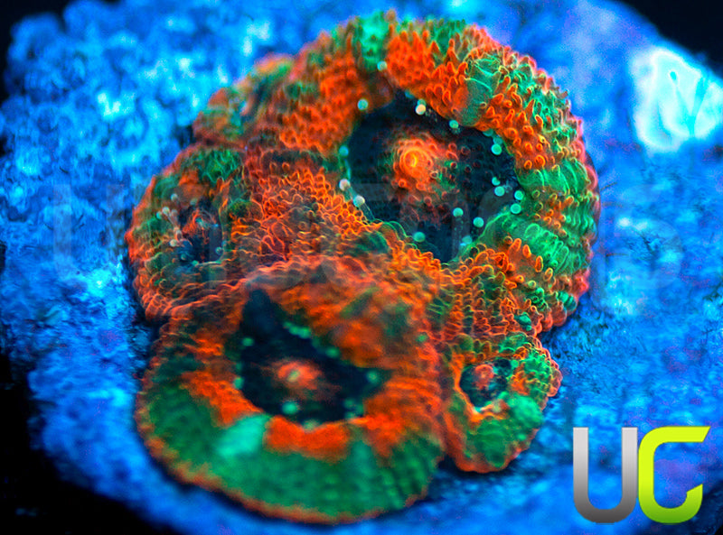 UC Rainbow Leprachaun Micro Amakusensis