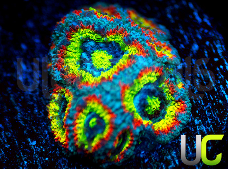 BigR Holy Grail Micro Amakusensis