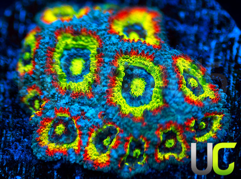 BigR Holy Grail Micro Amakusensis