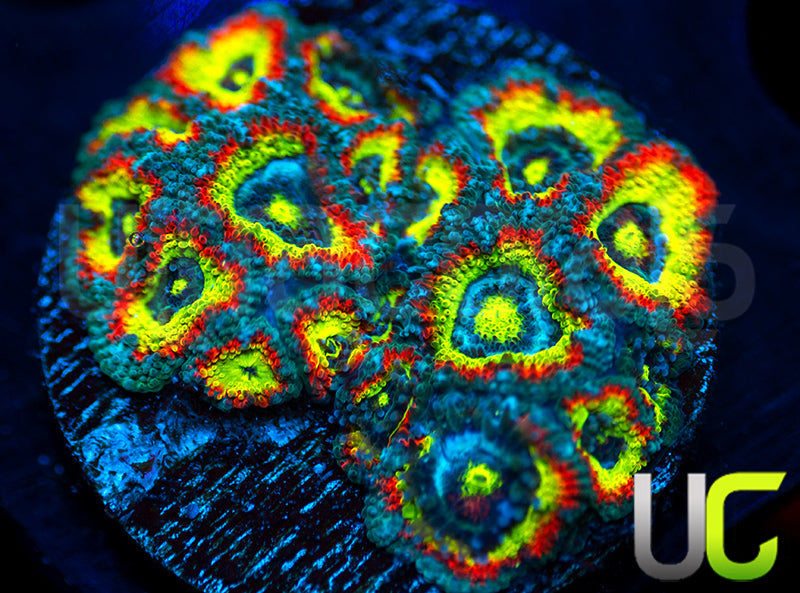 BigR Holy Grail Micro Amakusensis