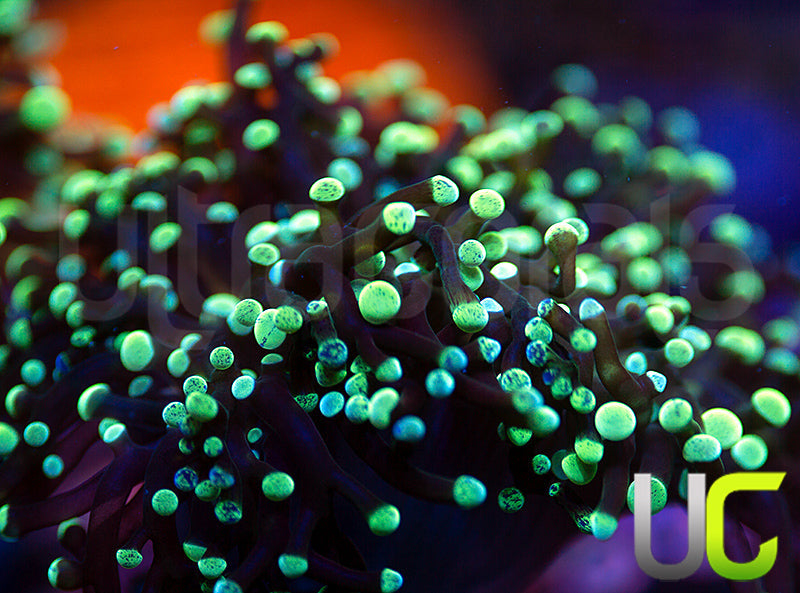 NEW RELEASE: UC Splatter Spawn