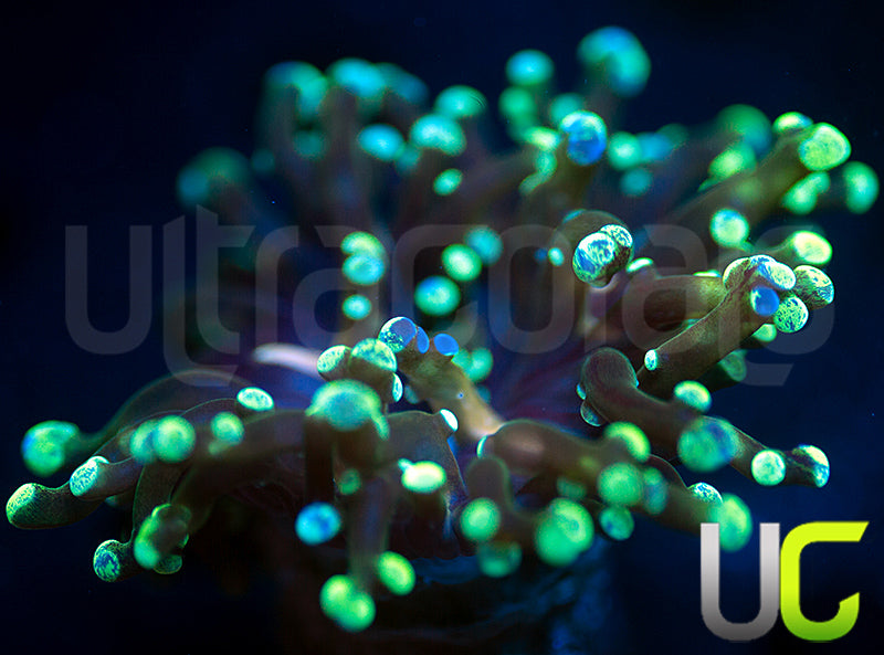 NEW RELEASE: UC Splatter Spawn