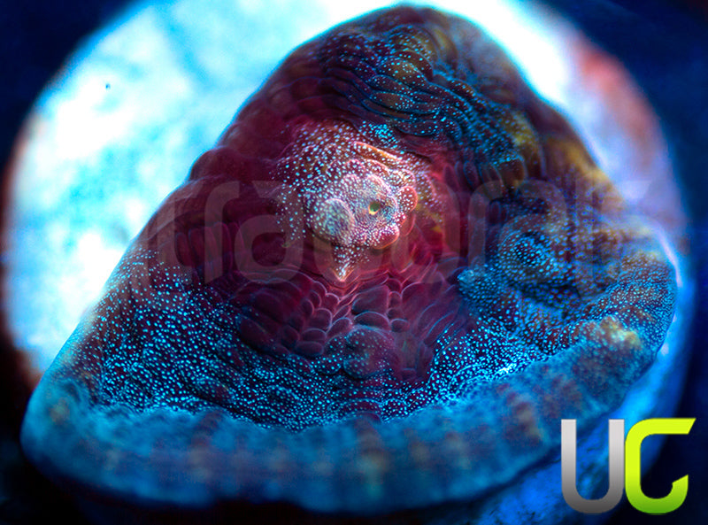 NEW RELEASE: UC Scarlet Crusade Mycedium Chalice