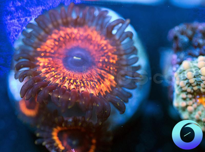 Cherry Bomb Explosion