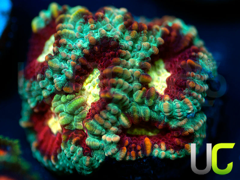 UC Strobe Light Favia