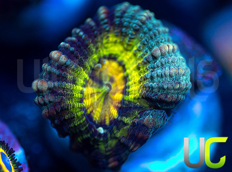 NEW RELEASE: UC Perpetrator Favia