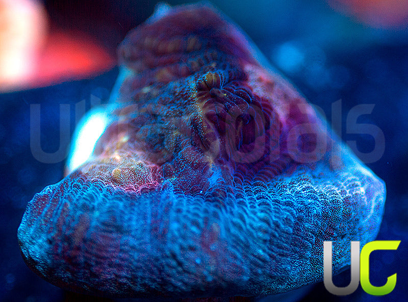 NEW RELEASE: UC Scarlet Crusade Mycedium Chalice