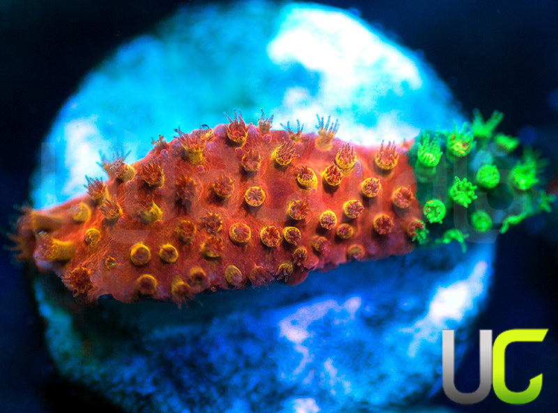 JF Candy Coated Stylo