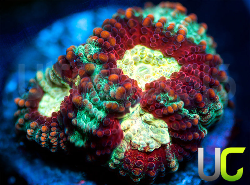 UC Strobe Light Favia