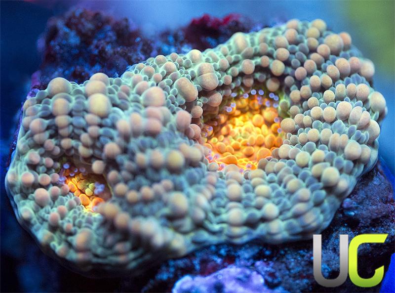 UC Wild and Woolly Echinata