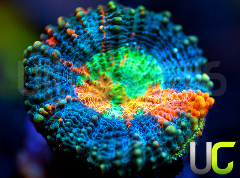 UC Zero Tolerance Echinata