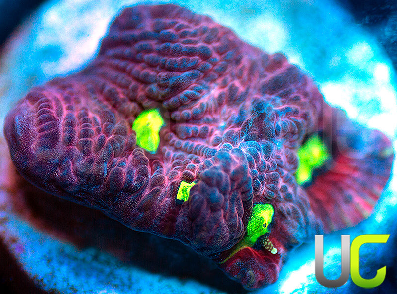 UC Pink Splash Favites